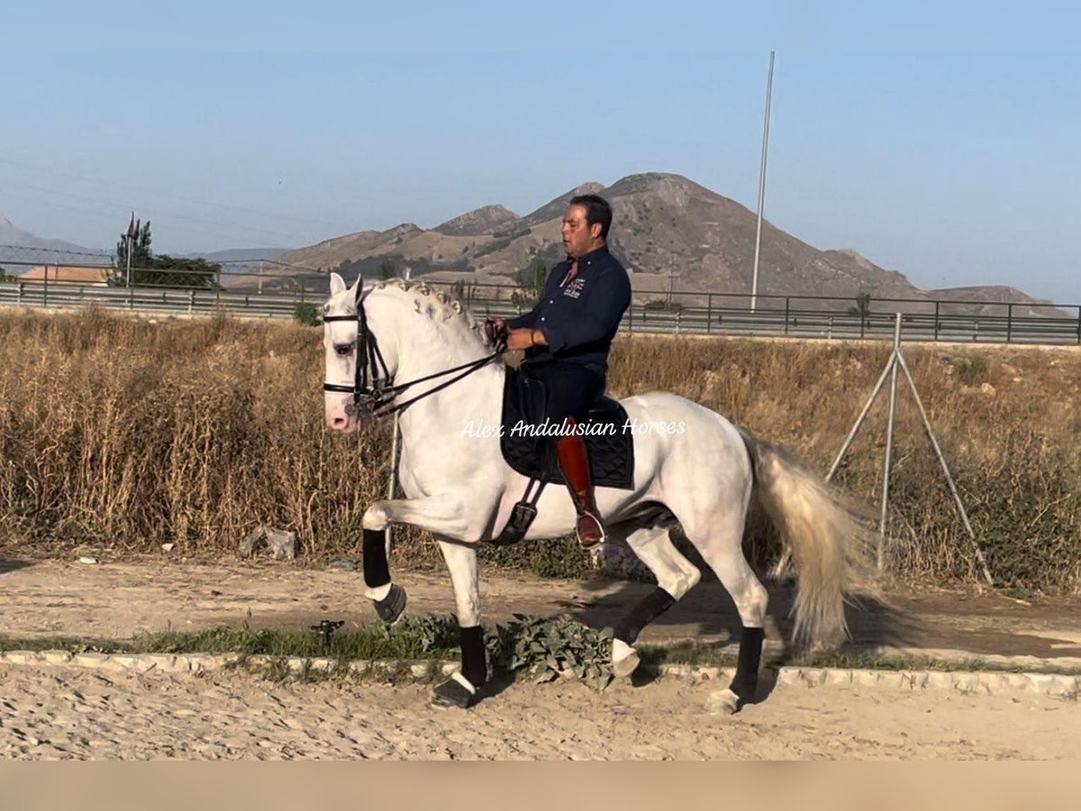 Lusitanien Étalon 8 Ans 161 cm Blanc in Sevilla