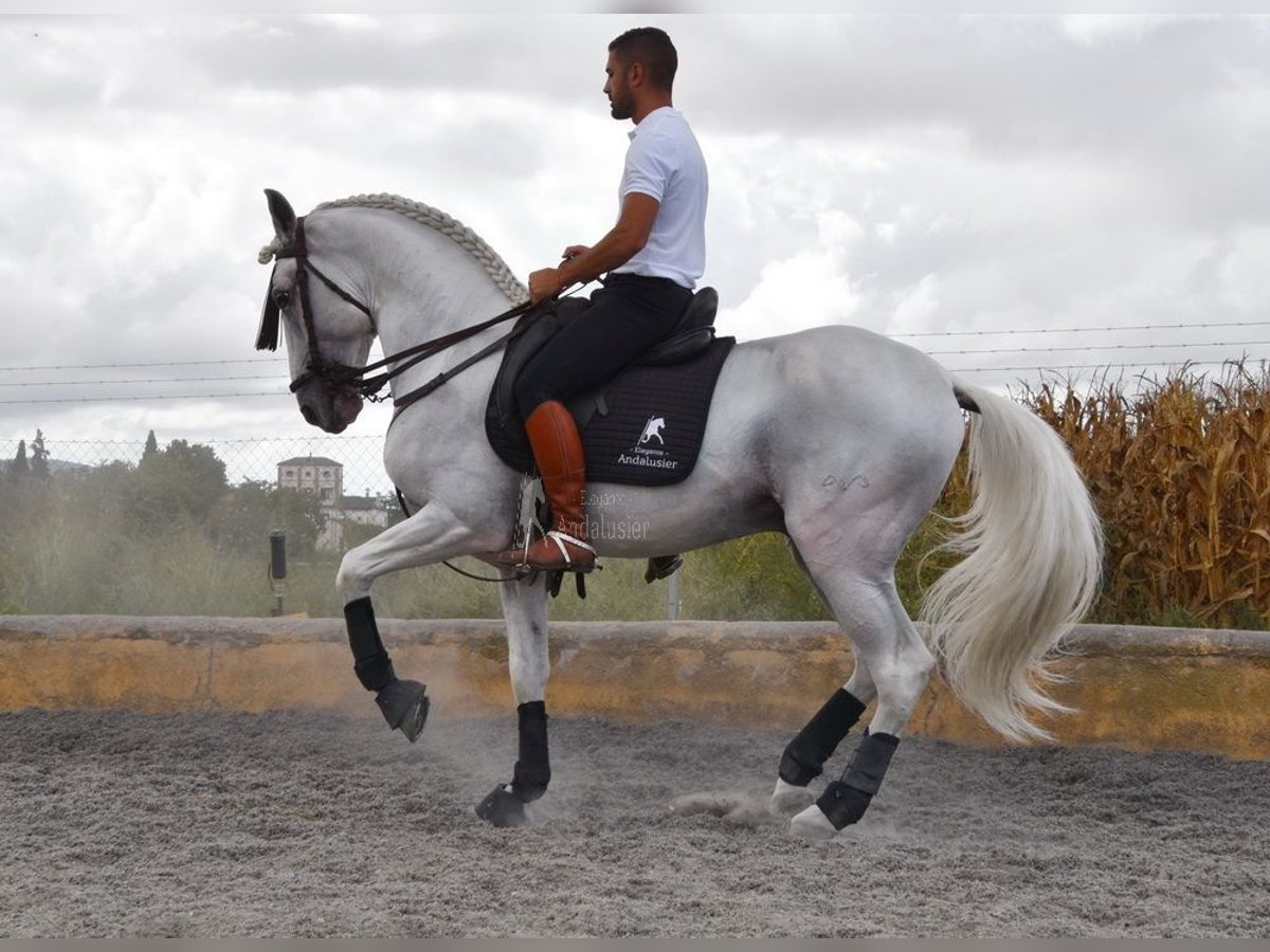 Lusitanien Étalon 8 Ans 163 cm Gris in Provinz Granada