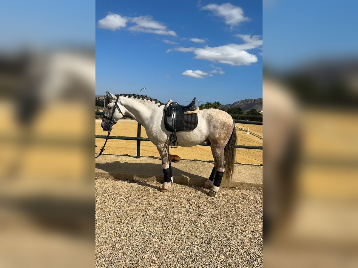 Lusitanien Étalon 8 Ans 163 cm Gris pommelé in Martfeld