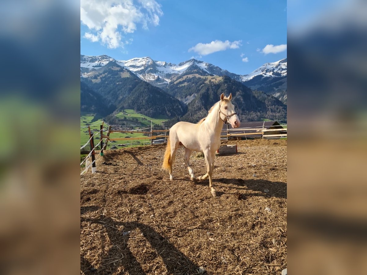 Lusitanien Croisé Étalon 8 Ans 163 cm Perlino in Frutigen