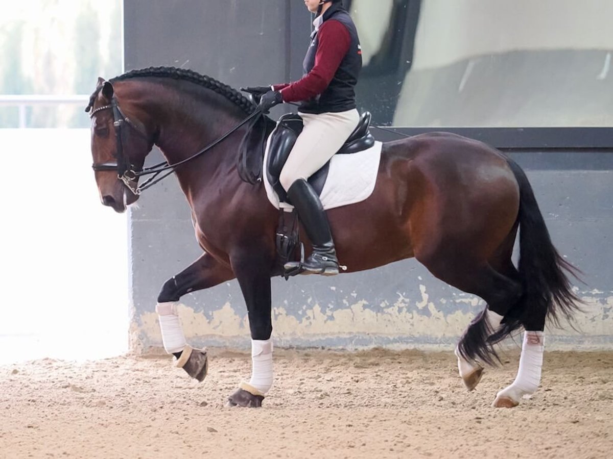 Lusitanien Étalon 8 Ans 164 cm Bai in Navas Del Madroño