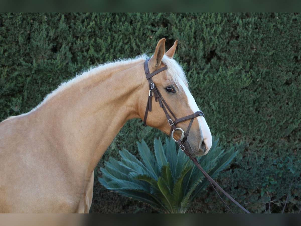 Lusitanien Croisé Étalon 8 Ans 170 cm Perle in La Rinconada