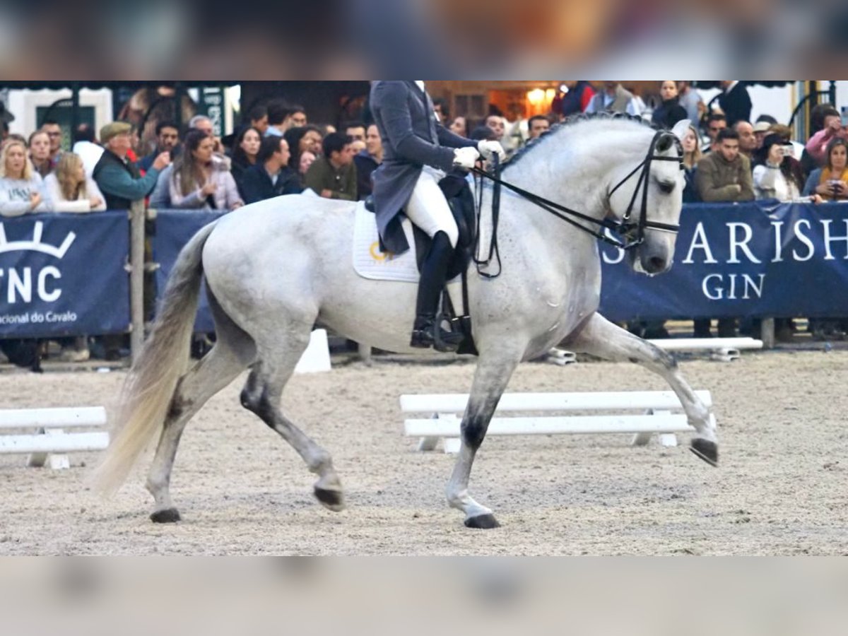 Lusitanien Étalon 8 Ans 175 cm Gris in NAVAS DEL MADRONO