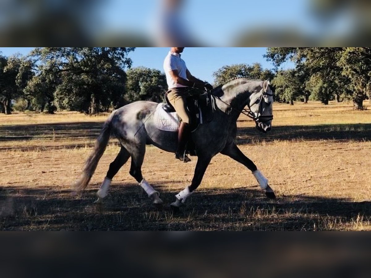 Lusitanien Étalon 9 Ans 161 cm Gris in Talarrubias