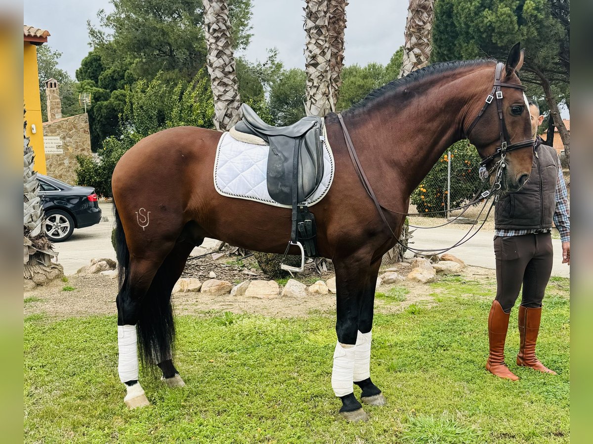 Lusitanien Étalon 9 Ans 168 cm Bai brun in Talarrubias