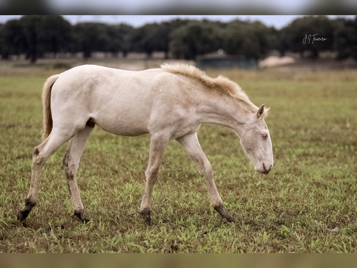 Lusitanien Étalon Poulain (04/2024) 163 cm Cremello in Rio-Maior