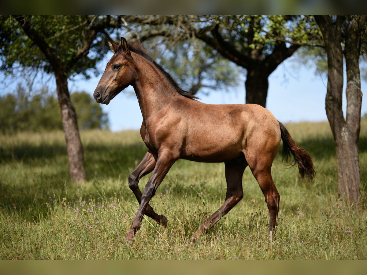 Lusitanien Étalon Poulain (04/2024) 163 cm Grullo in Hýskov