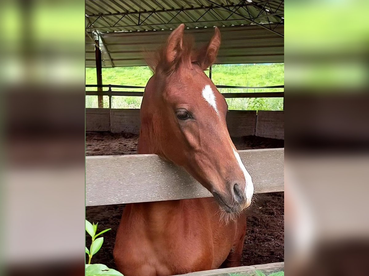 Lusitanien Croisé Étalon Poulain (03/2024) 165 cm Alezan in Vlaardingen