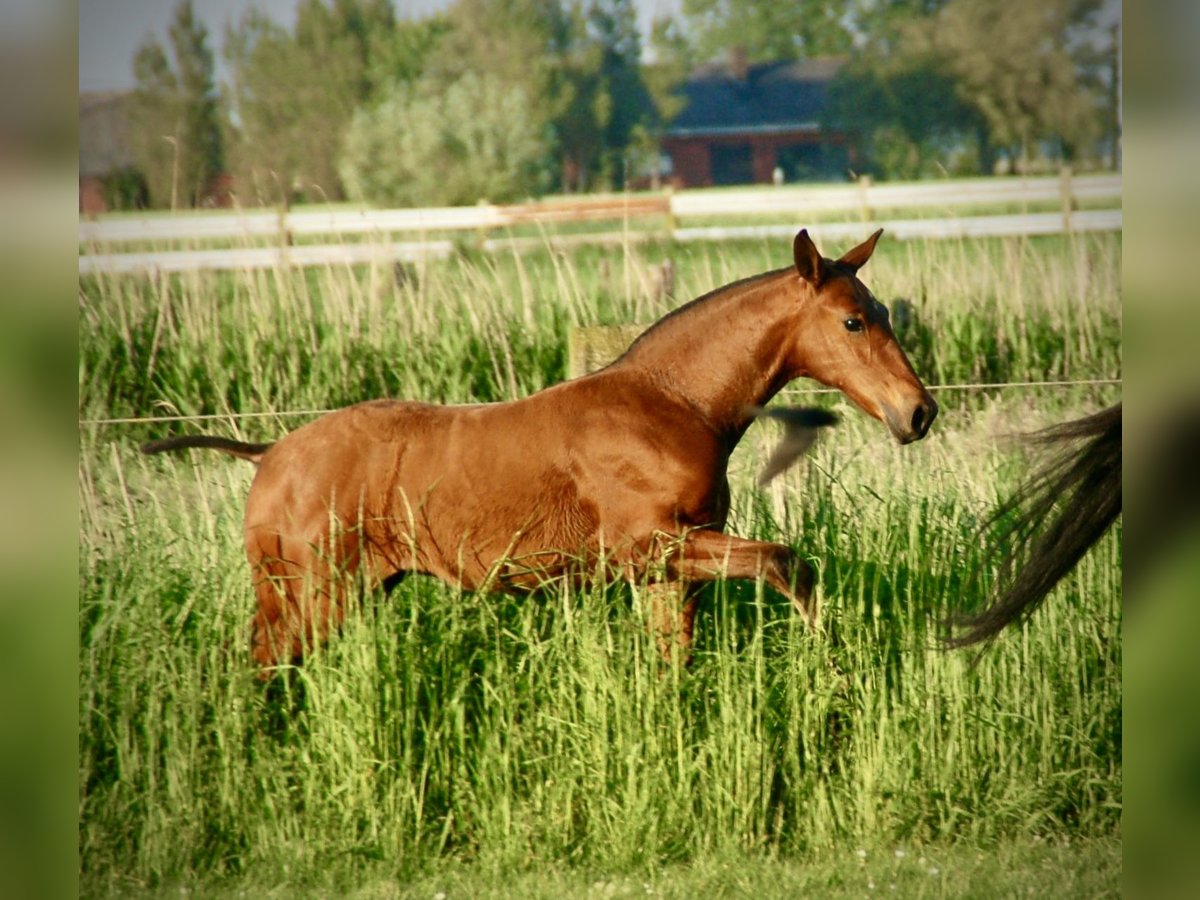 Lusitanien Étalon Poulain (03/2024) 165 cm Bai in Bredene