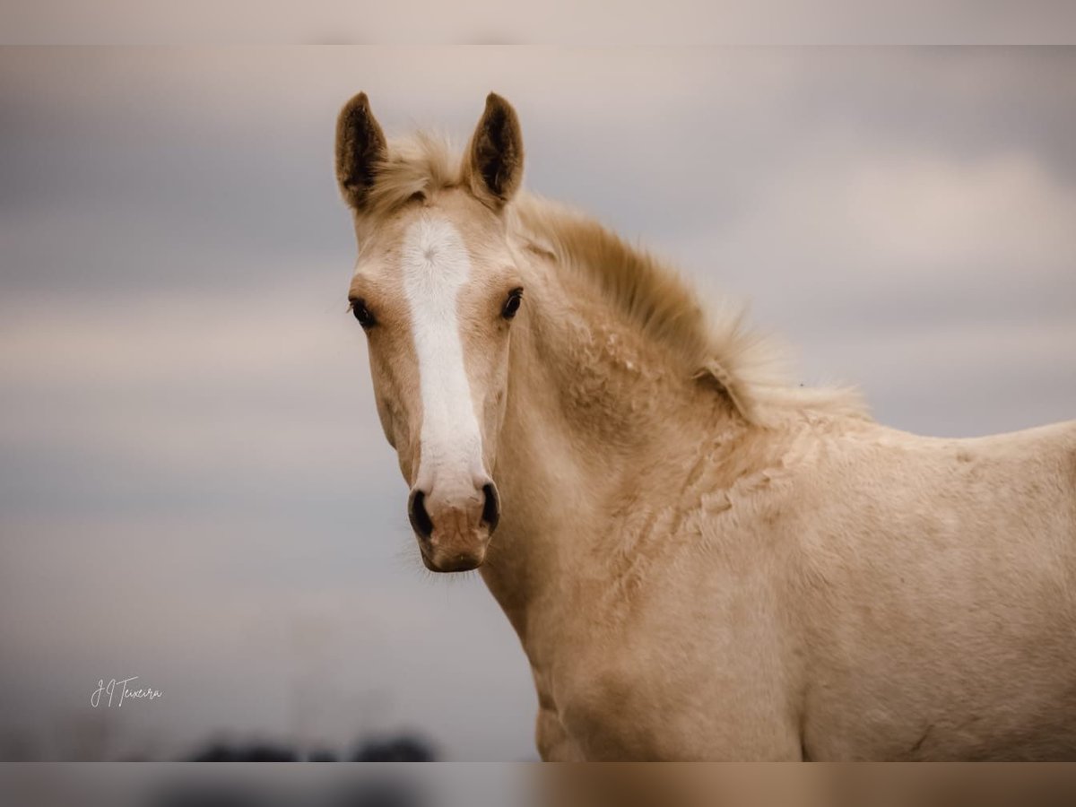 Lusitanien Étalon Poulain (04/2024) 165 cm Palomino in Rio Major