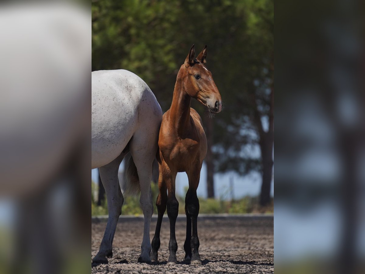 Lusitanien Étalon Poulain (01/2024) Bai in Agua Derramada