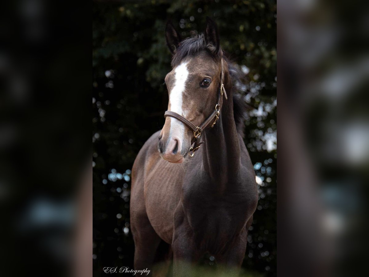 Lusitanien Étalon Poulain (05/2024) Peut devenir gris in Wöllstein