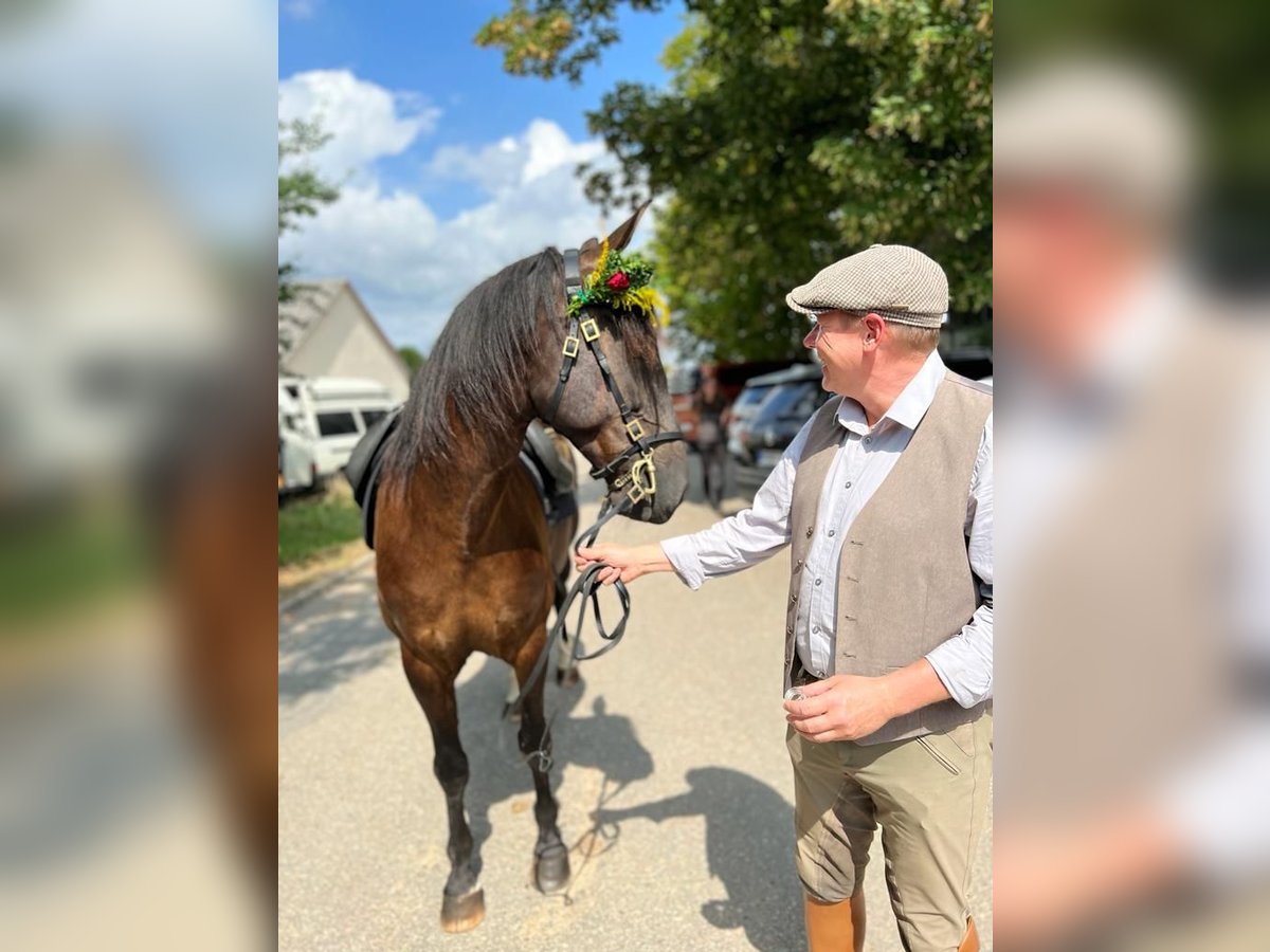 Lusitanien Hongre 10 Ans 162 cm Bai brun in Pleinfeld