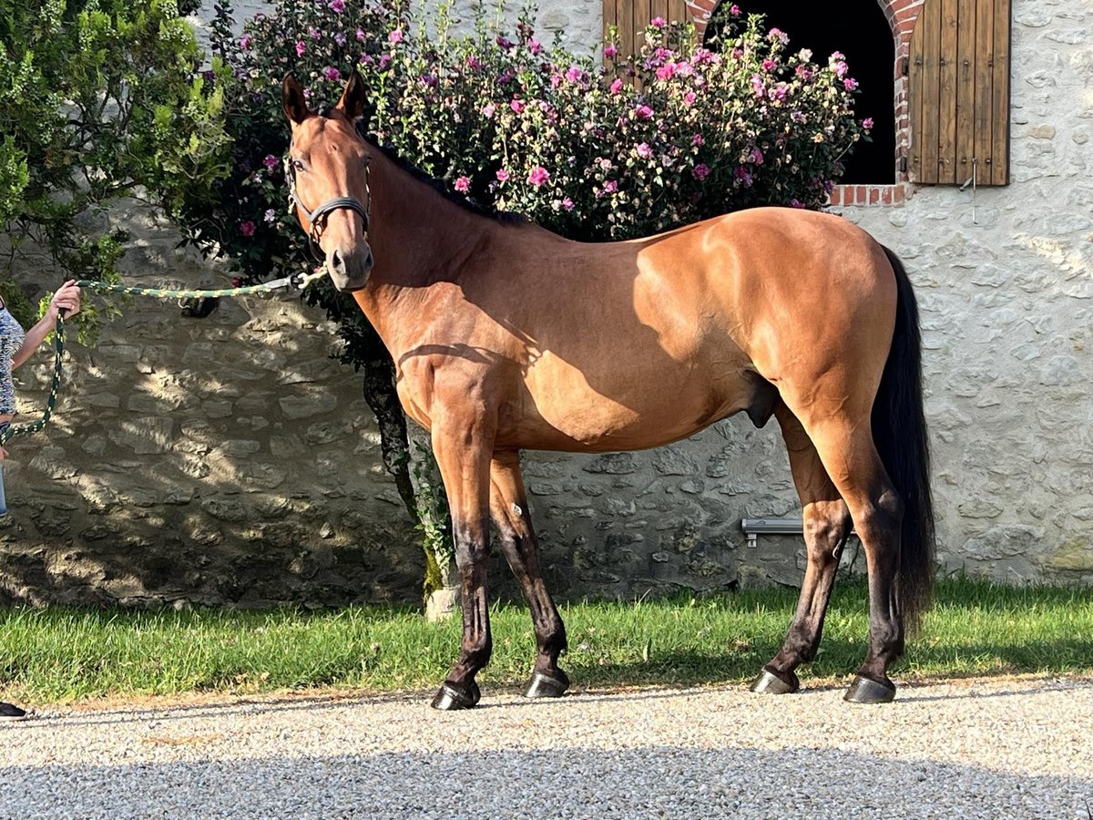 Lusitanien Croisé Hongre 10 Ans 165 cm Bai cerise in St Sylvestre sur Lot