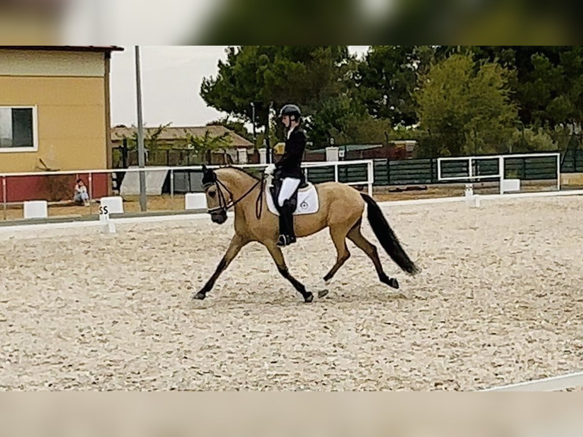 Lusitanien Hongre 10 Ans 165 cm Buckskin in Madrid