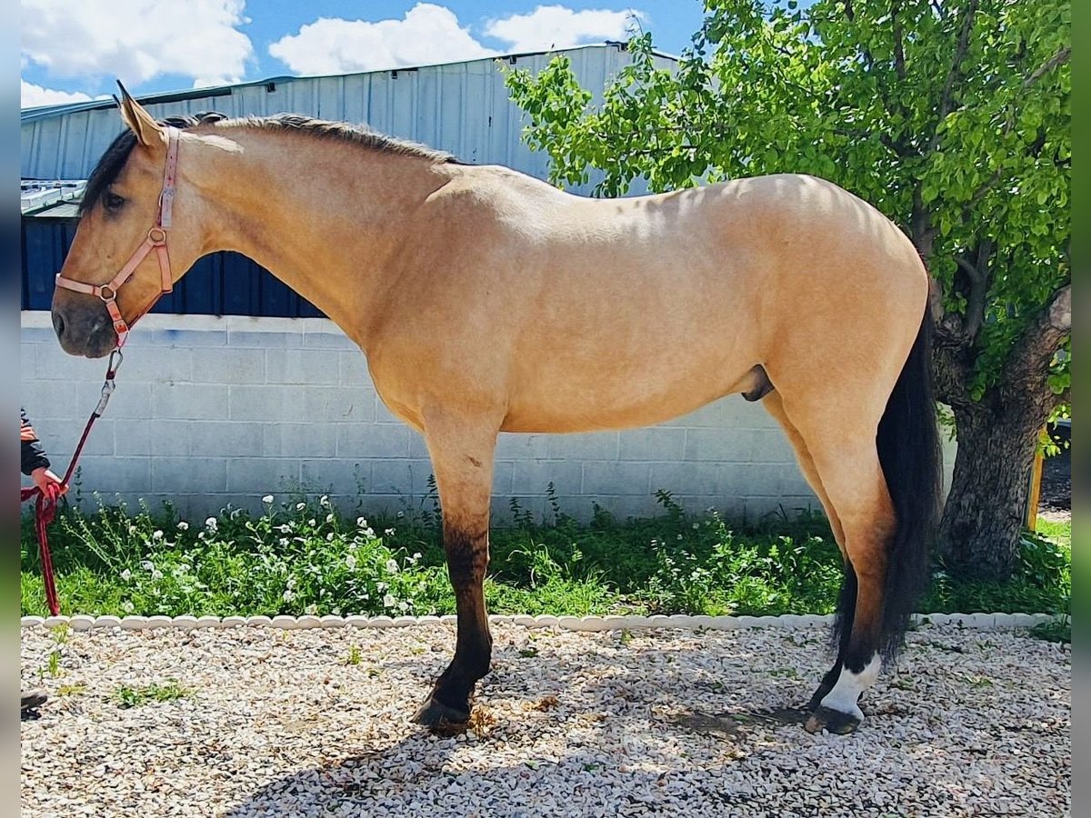 Lusitanien Hongre 10 Ans 165 cm Buckskin in Madrid