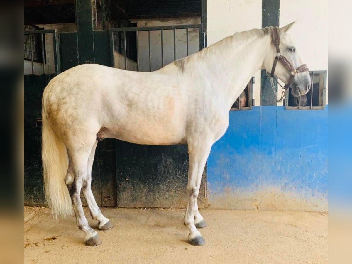 Lusitanien Hongre 10 Ans 165 cm Gris in Talarrubias