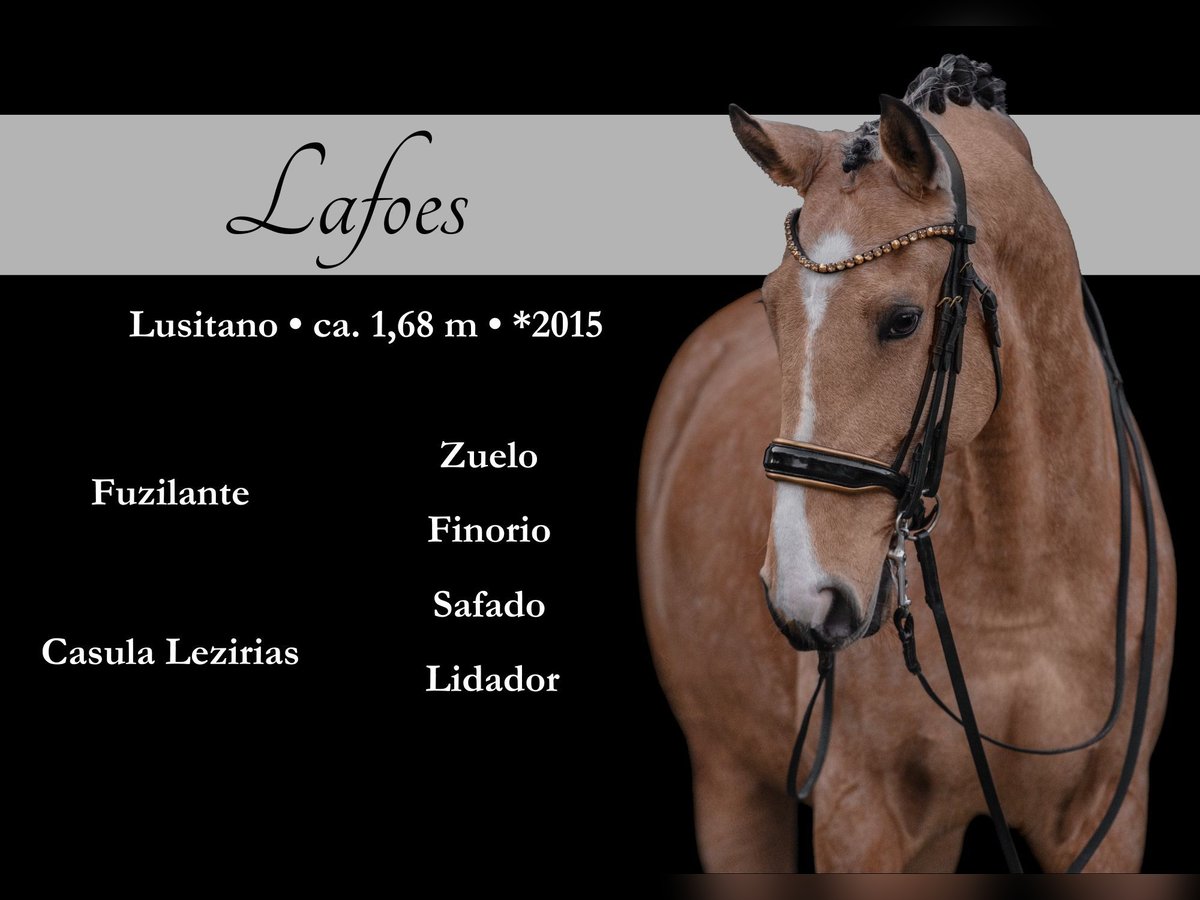 Lusitanien Hongre 10 Ans 168 cm Buckskin in Wehringen