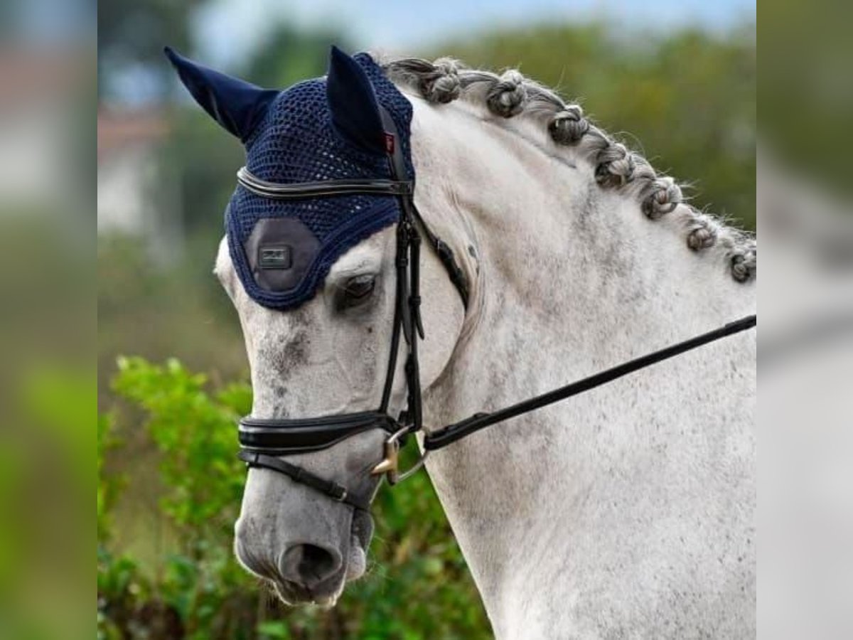 Lusitanien Croisé Hongre 10 Ans 169 cm Gris in GIJION