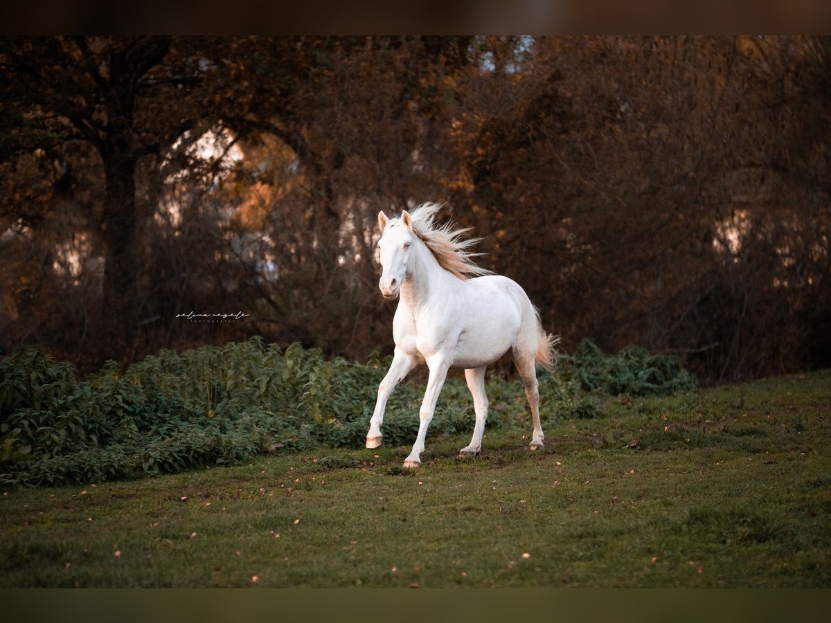 Lusitanien Hongre 11 Ans 155 cm Cremello in Wei&#xDF;enhorn