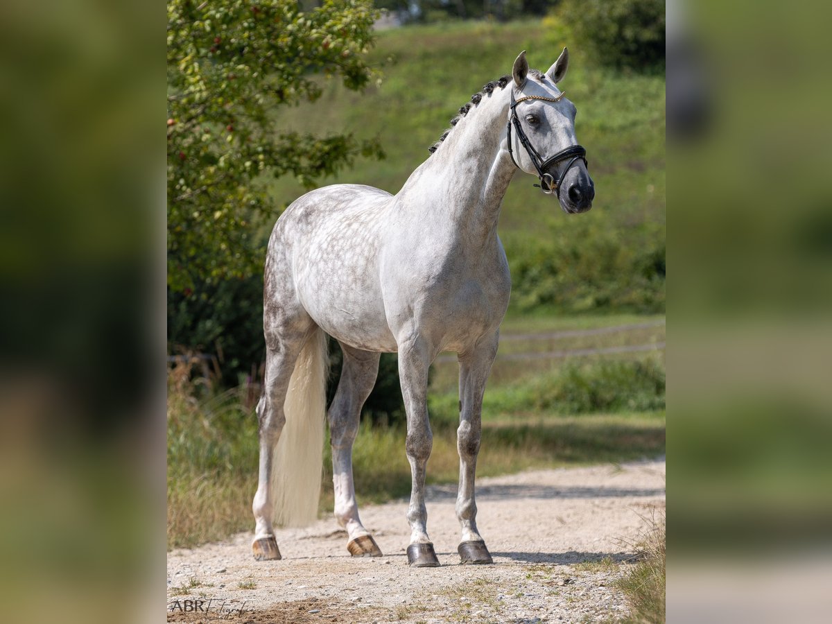 Lusitanien Hongre 11 Ans 166 cm Gris pommelé in Konstanz