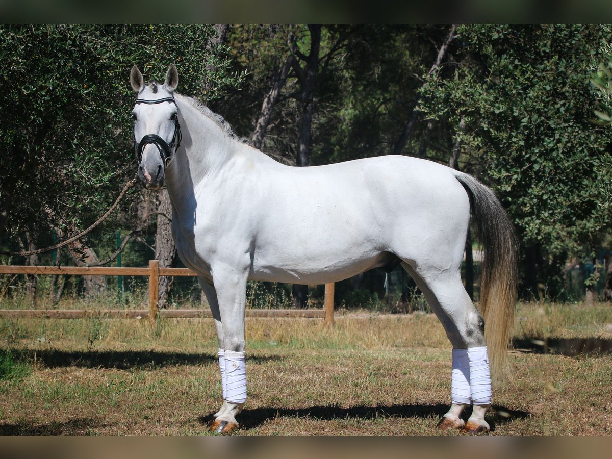 Lusitanien Hongre 12 Ans 166 cm Gris in Frejus