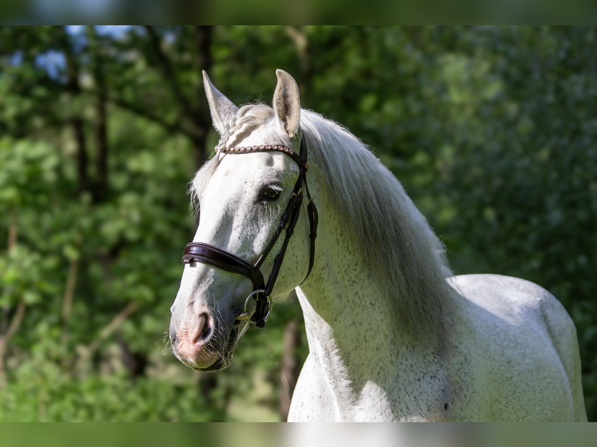 Lusitanien Hongre 12 Ans 166 cm Gris moucheté in Zolling