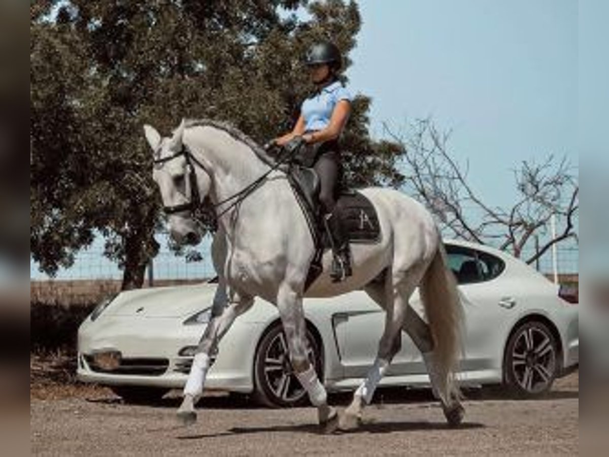 Lusitanien Croisé Hongre 12 Ans 167 cm Gris in Sevilla