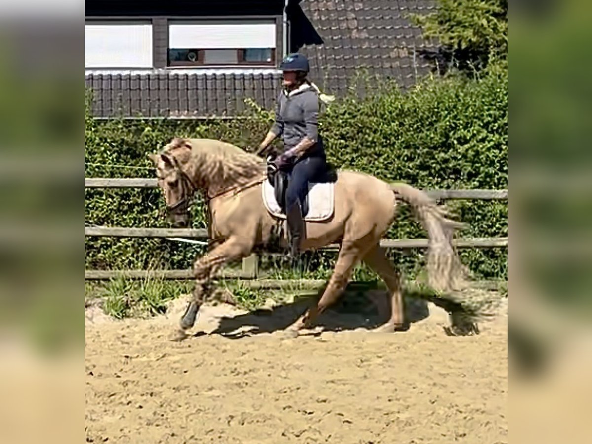 Lusitanien Hongre 12 Ans 175 cm Palomino in Werl