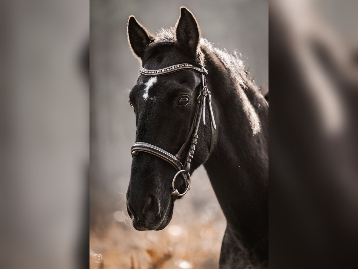 Lusitanien Hongre 14 Ans 154 cm Noir in Schwanstetten