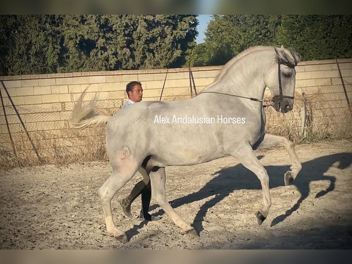 Lusitanien Hongre 14 Ans 163 cm Blanc in Sevilla