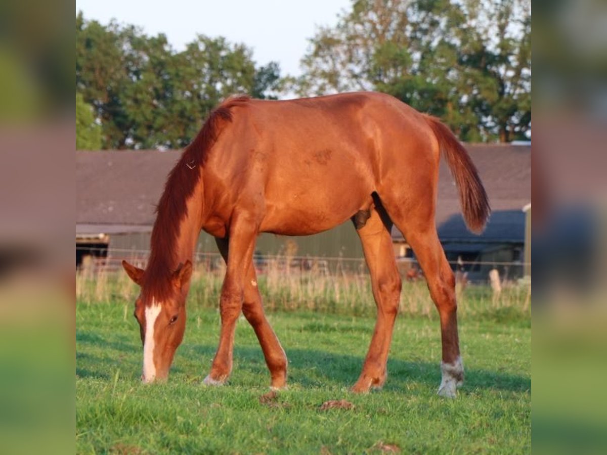 Lusitanien Hongre 2 Ans 168 cm Alezan in NeerlooN