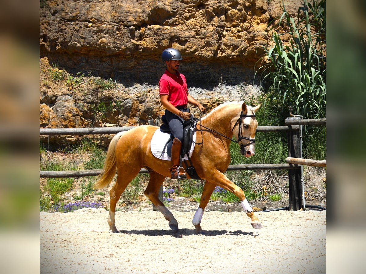 Lusitanien Hongre 3 Ans 156 cm Palomino in Ribamar