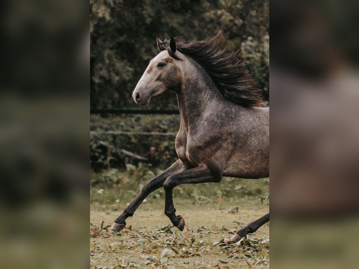 Lusitanien Hongre 3 Ans 158 cm Peut devenir gris in Isselburg