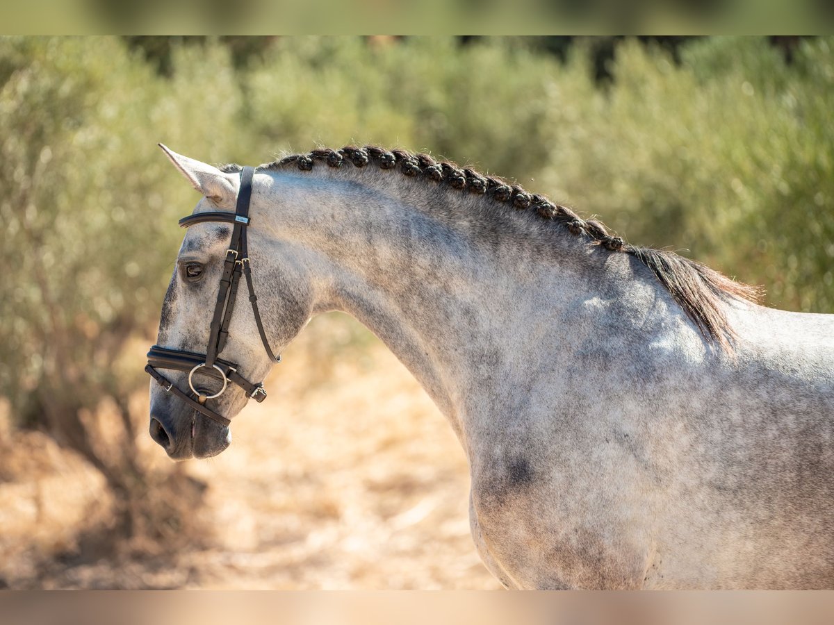 Lusitanien Hongre 4 Ans 154 cm Gris pommelé in Montecorto, Provinz Malaga