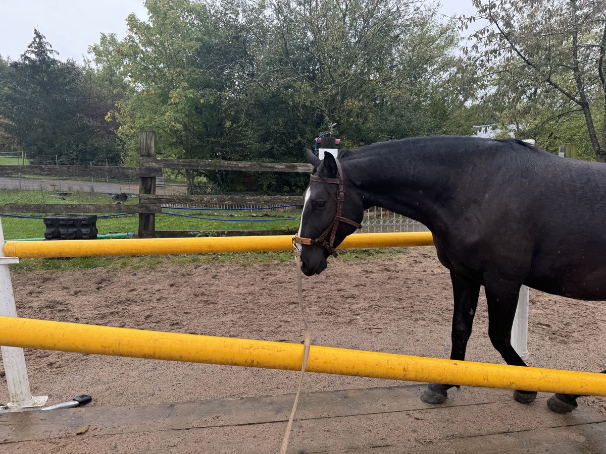 Lusitanien Hongre 4 Ans 156 cm Bai brun in Sch&#xF6;ntal
