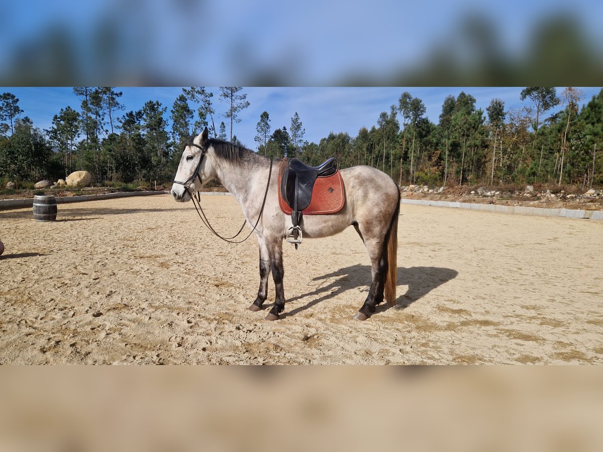 Lusitanien Hongre 4 Ans 156 cm Gris moucheté in Farminhão