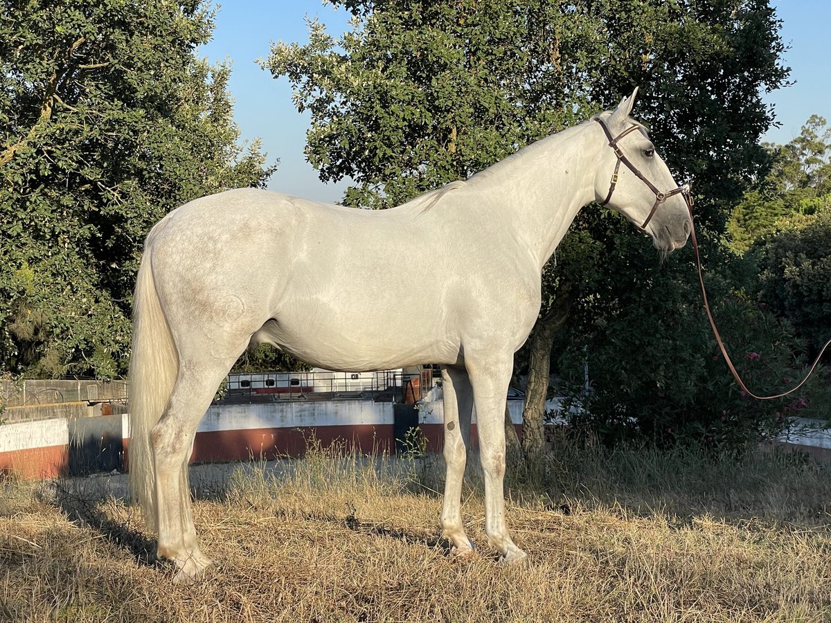 Lusitanien Hongre 4 Ans 157 cm Gris in Casal do Ralha