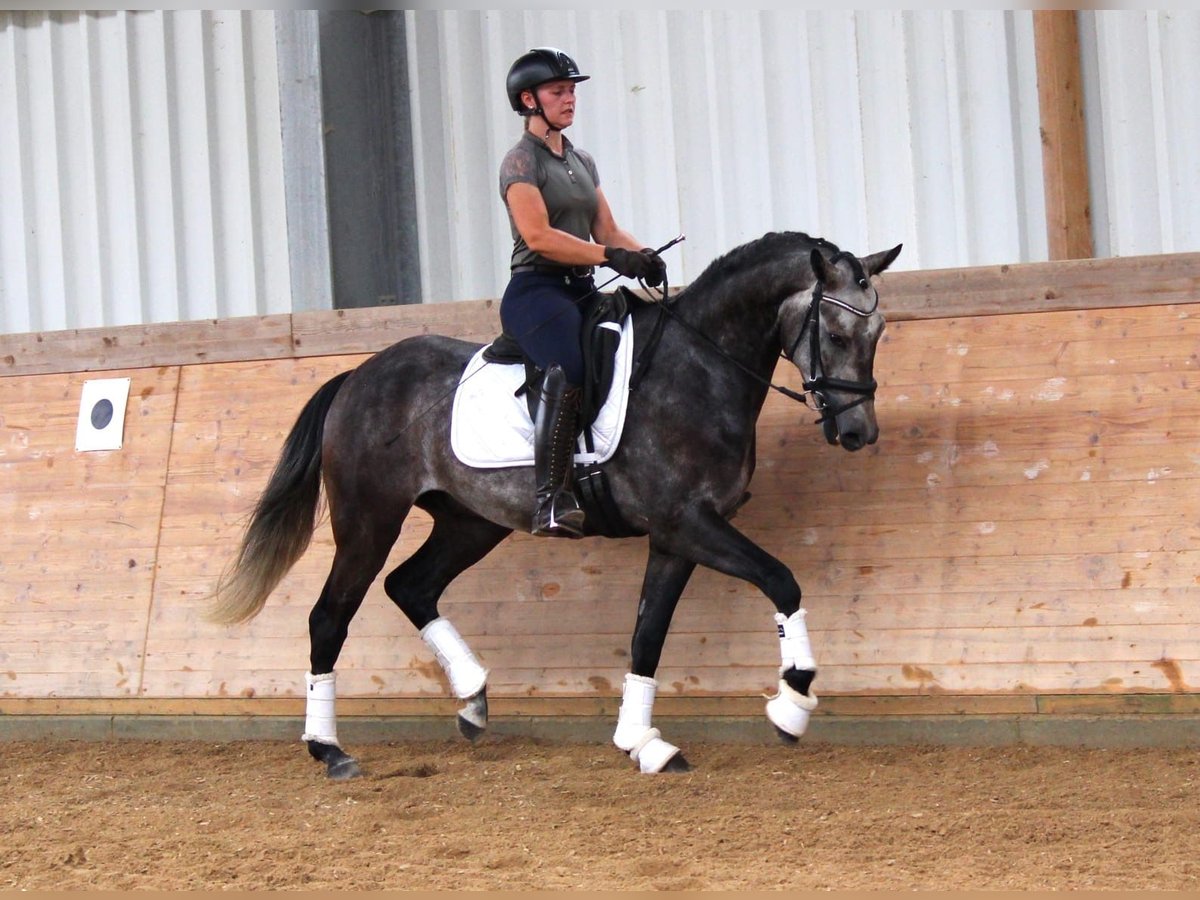 Lusitanien Croisé Hongre 4 Ans 161 cm Gris in Soyen