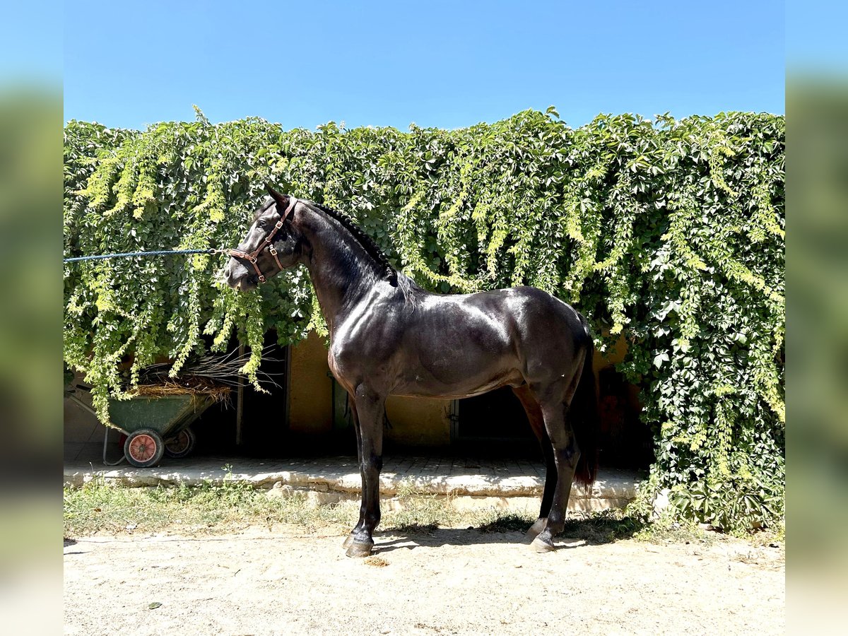 Lusitanien Hongre 4 Ans 161 cm Noir in München