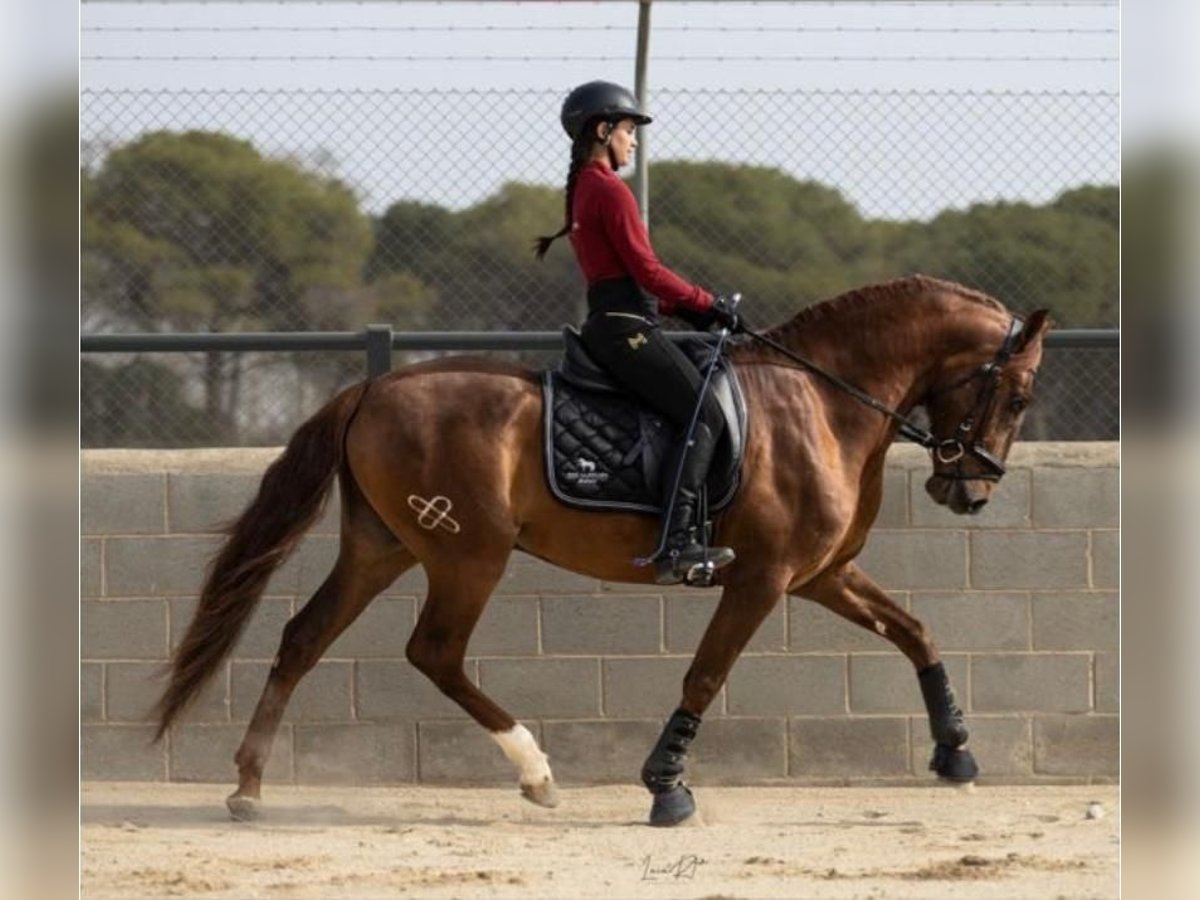 Lusitanien Hongre 4 Ans 162 cm Alezan in Den Haag