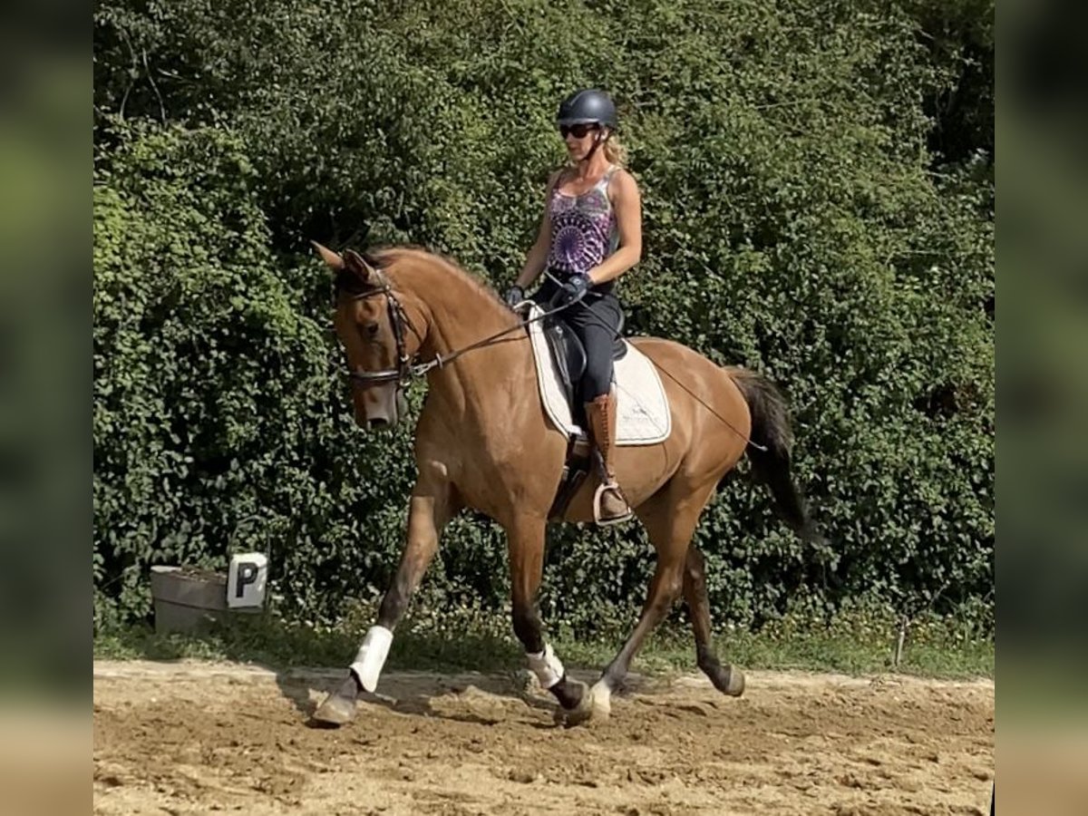 Lusitanien Croisé Hongre 4 Ans 162 cm Bai clair in Arles