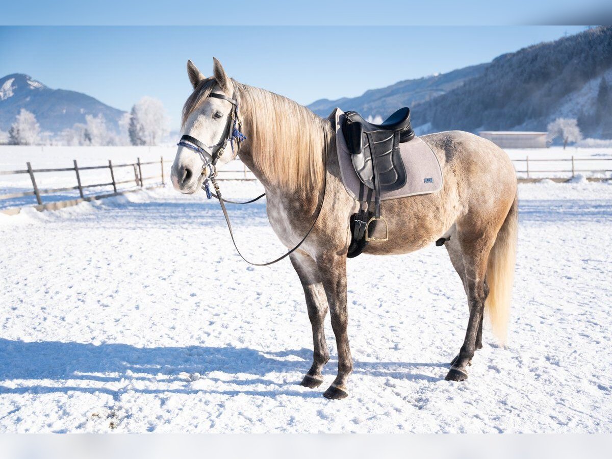 Lusitanien Hongre 4 Ans 162 cm Gris in Piesendorf