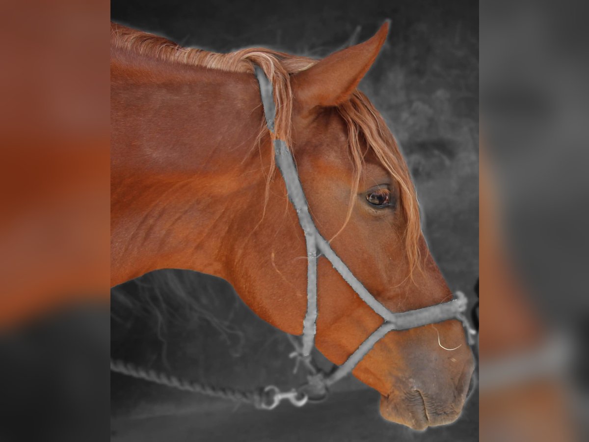 Lusitanien Croisé Hongre 4 Ans 165 cm Alezan in Silves