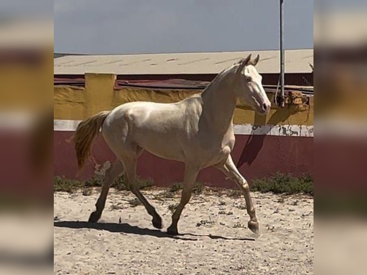 Lusitanien Hongre 4 Ans 165 cm Cremello in Cartagena