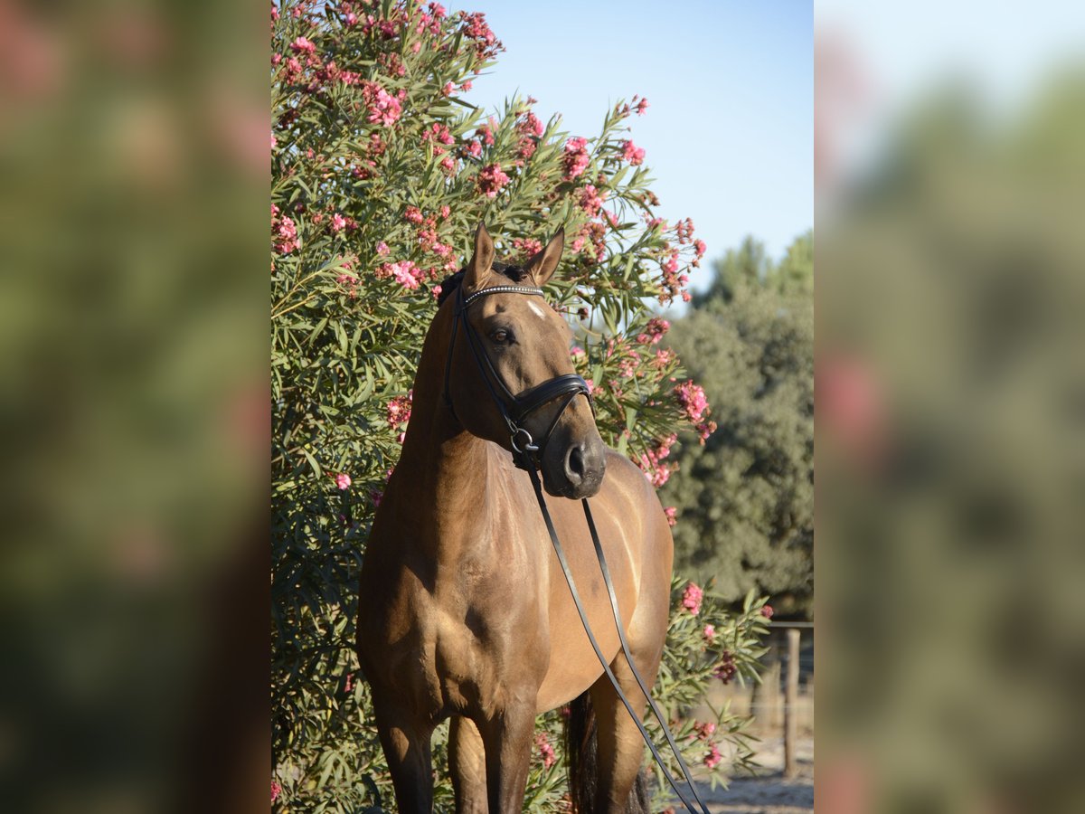 Lusitanien Hongre 4 Ans 166 cm Buckskin in Luzern
