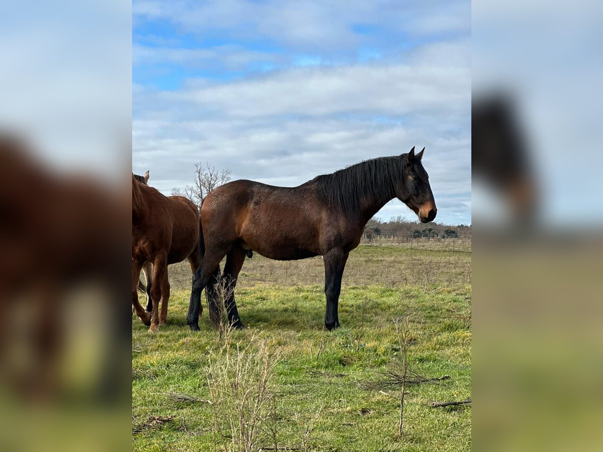 Lusitanien Hongre 4 Ans Bai brun in Valdevacas Y Guijar