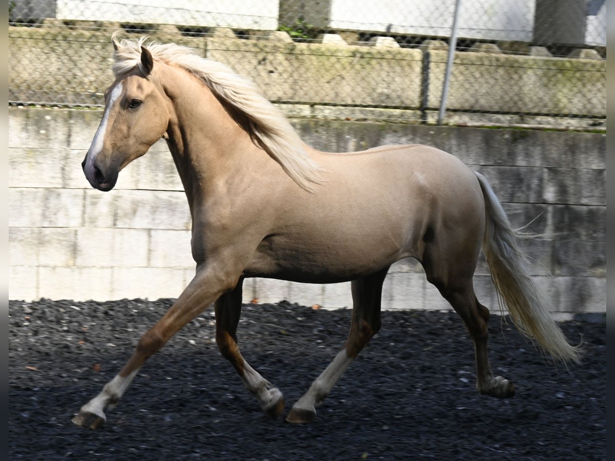 Lusitanien Croisé Hongre 4 Ans in Küssaberg