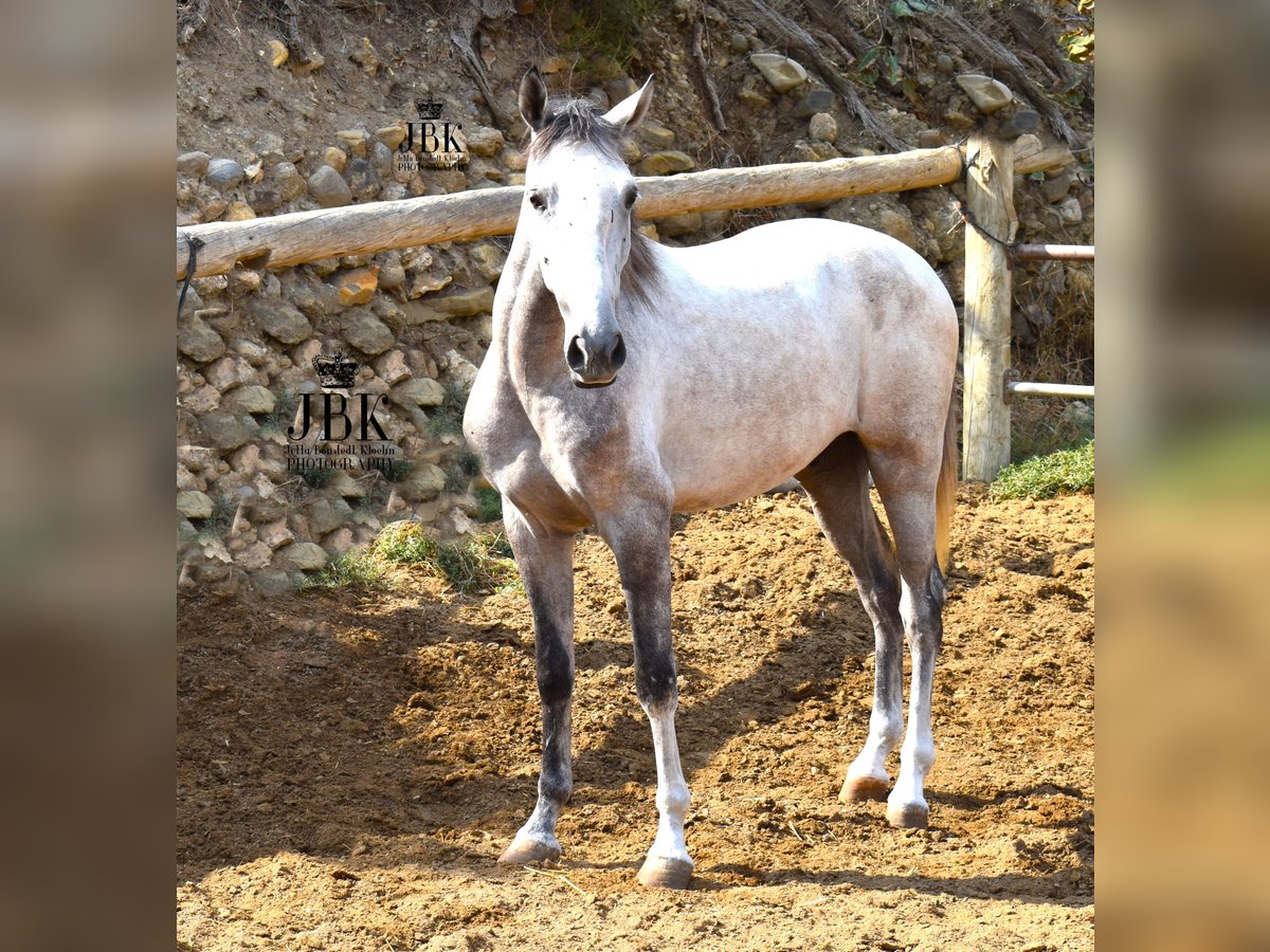 Lusitanien Croisé Hongre 4 Ans Gris in Tabernas Almeria