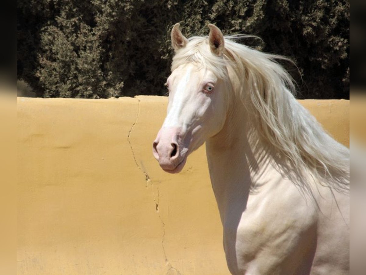 Lusitanien Croisé Hongre 5 Ans 150 cm Perlino in Mijas